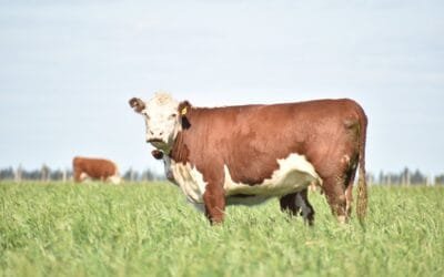 Las ventas de Pantalla Uruguay mostraron la buena coyuntura ganadera.