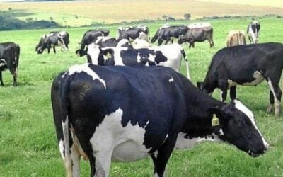 Se exhorta a presentar declaraciones juradas y cuenta para poder cobrar el Fondo de Financiamiento Lechero.