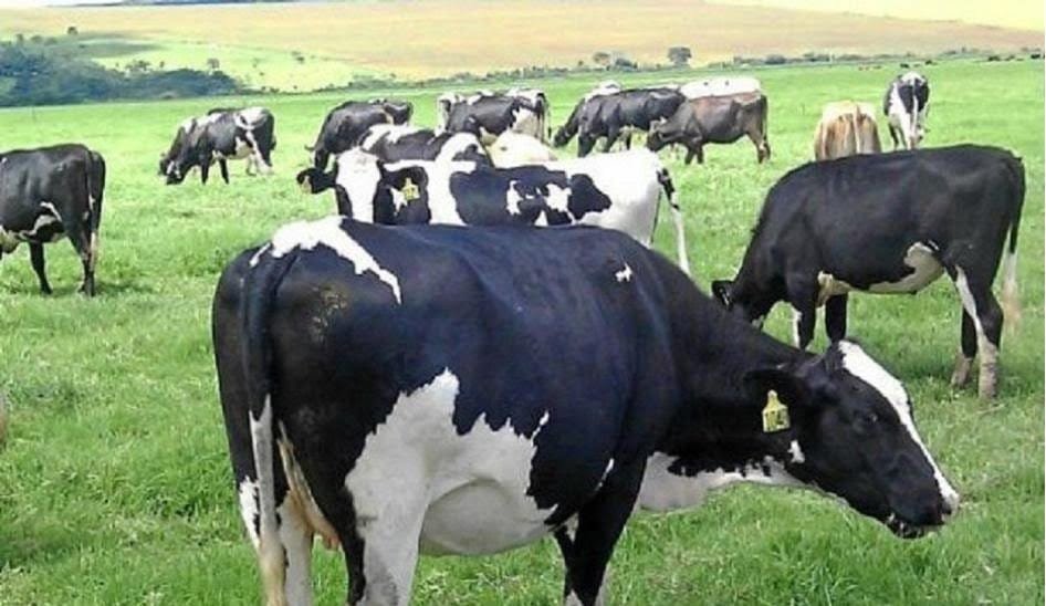 Se exhorta a presentar declaraciones juradas y cuenta para poder cobrar el Fondo de Financiamiento Lechero.