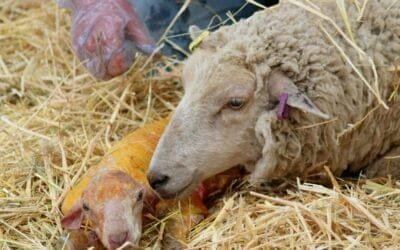 “Claves para un destete exitoso”, jornada que se realizará el jueves 24.