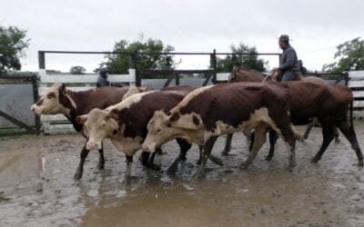 Con Pedro Clavijo Negocios Rurales, la agilidad pautó la pista de El Soldado.