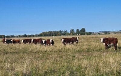 Carlos Molina: Buenos resultados en pasto y preñez en el informe del Plan Agropecuario.