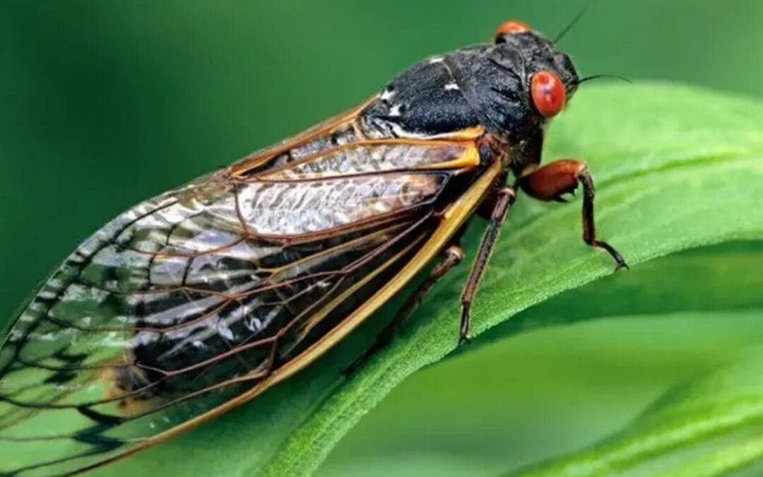 En abril Estados Unidos recibirá millones de insectos, fenómeno que ocurre cada 221 años.