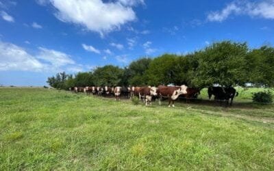 Esteban Montes: Hay pasto para formar el ganado, y el cuidado que requieren las vaquillonas.