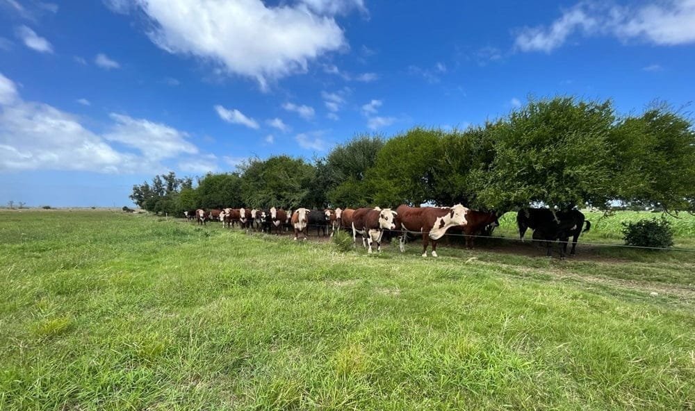 Esteban Montes: Hay pasto para formar el ganado, y el cuidado que requieren las vaquillonas.