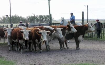 Carlos Bachino Agronegocios. Pista de Los Amigos mostró un mercado en reacomodo.