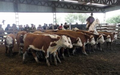 Con Ricardo Bachino Grosso, la agilidad pautó la pista en el local Ortiz.