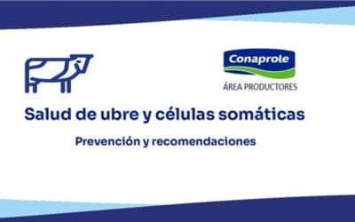 Ante problemas sanitarios, Conaprole difundió informe “Salud de ubre y células somáticas”.