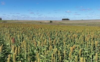 UTU salvó 16 ha de sorgo usando la tecnología recientemente adquirida.
