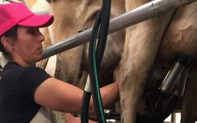 Productores lecheros al Senado: que los impuestos del sector financien al Inale y no el LATU.