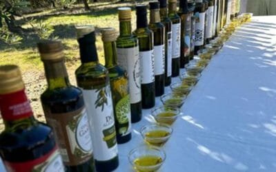 Con una caída de producción, comenzó la zafra olivos.