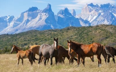 El fenómeno grave y poco conocido que enfrenta la Patagonia: “Estamos en un momento decisivo”