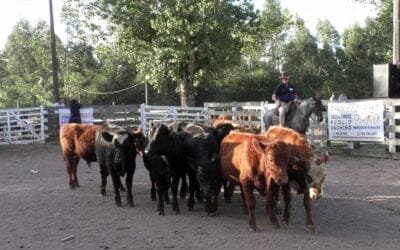 Leonardo Ruglio Bachino tuvo un mercado estabilizado en Campanero.