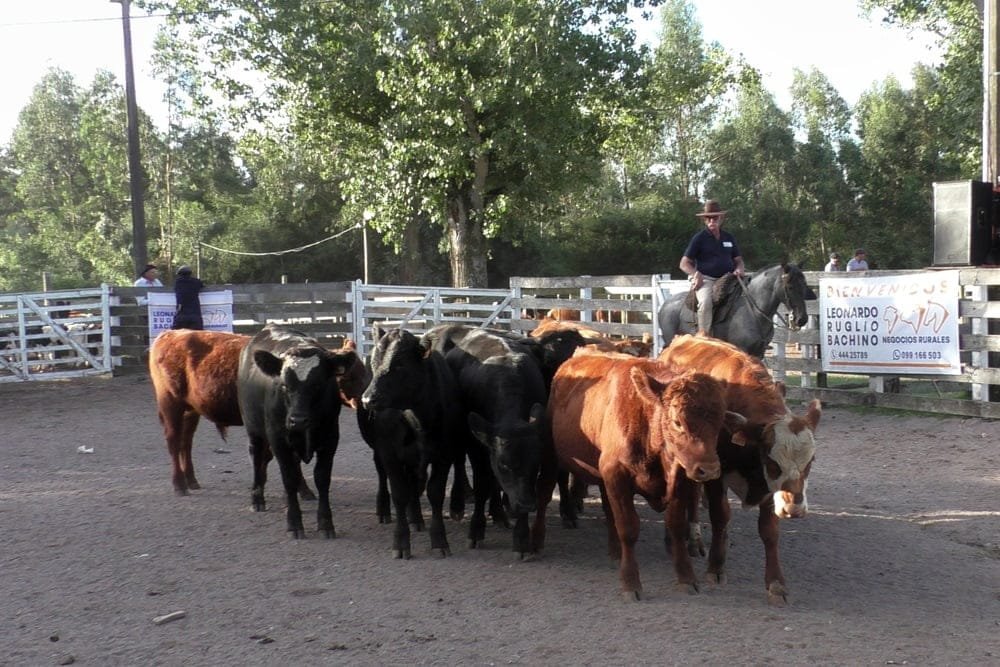 Leonardo Ruglio Bachino tuvo un mercado estabilizado en Campanero.