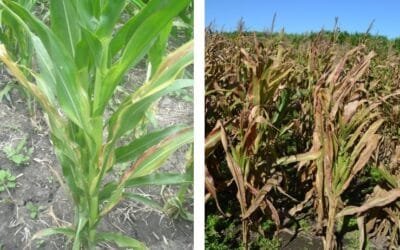 Medidas a tomar frente a la chicharrita del maíz, que puede causar mermas de hasta 90%.