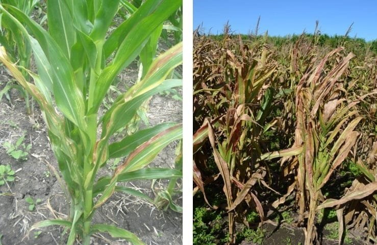 Medidas a tomar frente a la chicharrita del maíz, que puede causar mermas de hasta 90%.
