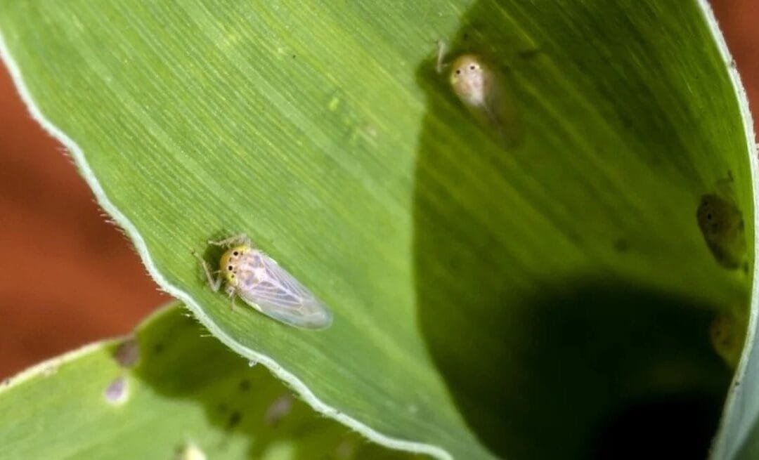 Chicharrita del maíz, el nuevo desafío para la agricultura.