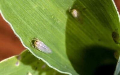Un año de la Red Uruguaya de Monitoreo de la Chicharrita.