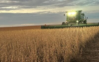 La soja y el maíz esperan por el clima adecuado para ser cosechados.