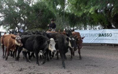 Con Gustavo Basso, Cuchilla de Silvera volvió a mostrar un mercado muy dinámico.