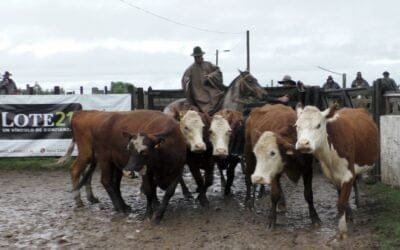 Dinámica la pista y bien pagos los ganados en Cuchilla de Silvera.