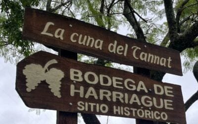 Inavi plantó Tannat en homenaje a Harriague.