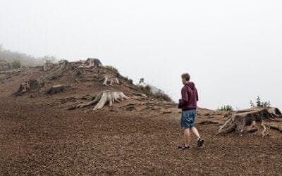 Sector agroalimentario europeo pide más claridad en la normativa contra la deforestación importada.