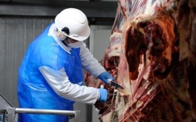 Uruguay fue habilitado para exportar estómagos (mondongos) vacunos a China.