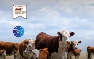 Desde hoy y hasta el sábado, Pantalla Uruguay conducirá la 51ª Ganadera Hereford.