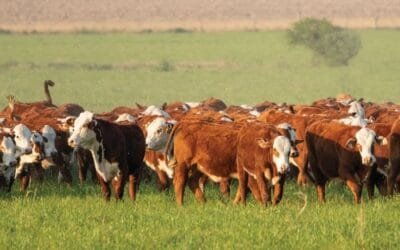 Plaza Rural y Plaza Braford ofrecen importante oferta de vacunos.