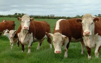 El MGAP pone en manos de los productores ganaderos un manual digital.