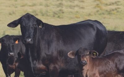 En tres días Plaza Rural rematará importante oferta, con transmisión de Todo El Campo.