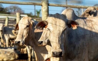 Industria cárnica brasilera busca seguir creciendo y ganando mercados.