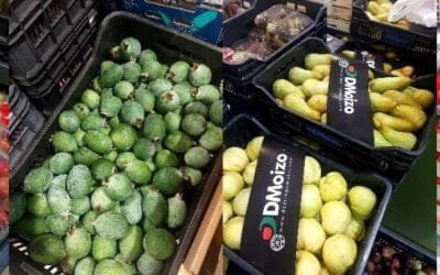 El inicio del otoño introduce nuevas frutas en la oferta de granja.