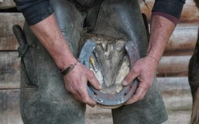 Clínica de herrado.