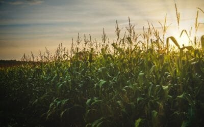 El dilema del vaso medio lleno y (también) medio vacío.