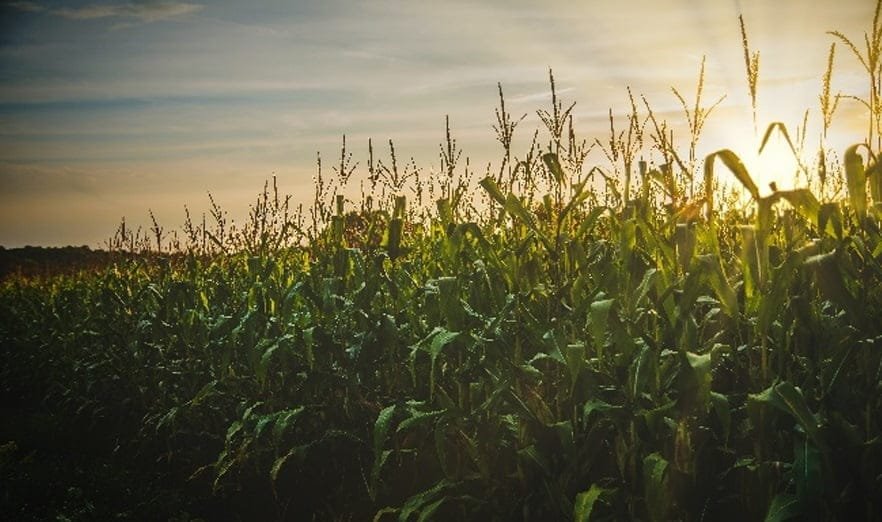 El dilema del vaso medio lleno y (también) medio vacío.