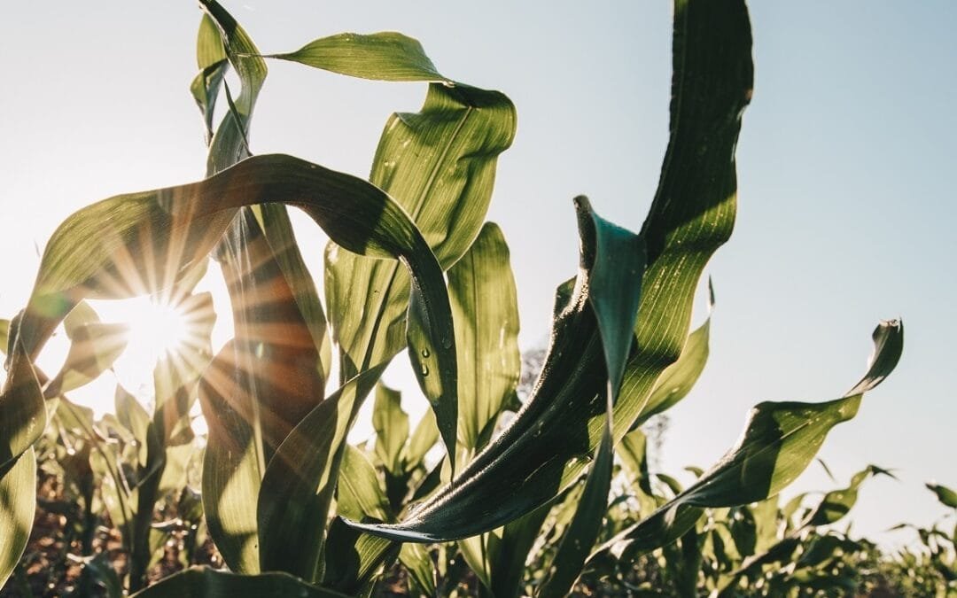 A pesar de los desafíos, se esperan buenos resultados de maíz y soja.