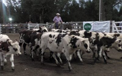 Con Montero & Fernández, ágil y tonificado el mercado en Campanero.