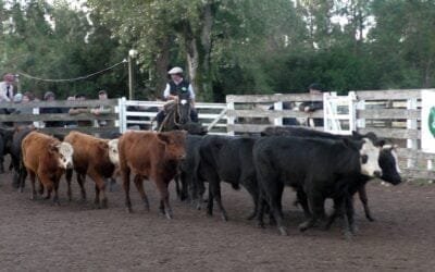 Montero & Fernández: agilidad, interesantes cotizaciones y colocaciones totales en Campanero.