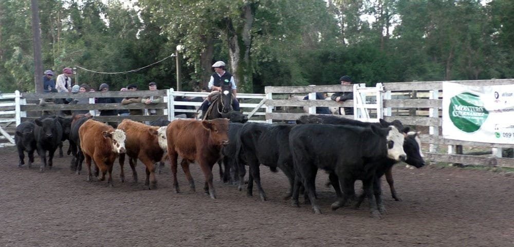 Montero & Fernández: agilidad, interesantes cotizaciones y colocaciones totales en Campanero.