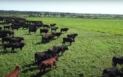 El novillo de punta roza los US$ 5, y el de abasto no se queda atrás.