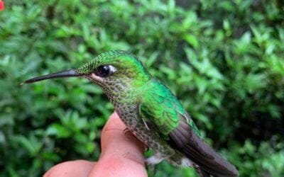 Los colibríes así de lindos, prontos para dar pelea.