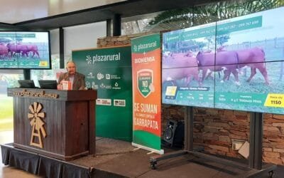 Rematazo de Plaza Rural y Plaza Braford: más de 23.000 vacunos vendidos.