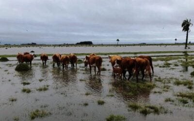 Rocha: obras mal hechas y las aguas que bajan lentas.