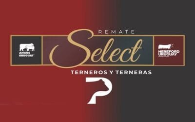 Hoy es el remate Select de Pantalla Uruguay con transmisión de Todo El Campo.