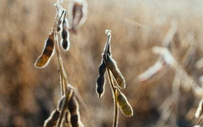 Ministerio de Economía de Paraguay anuncia un 2025 difícil por la sequía que golpea a la agropecuaria.