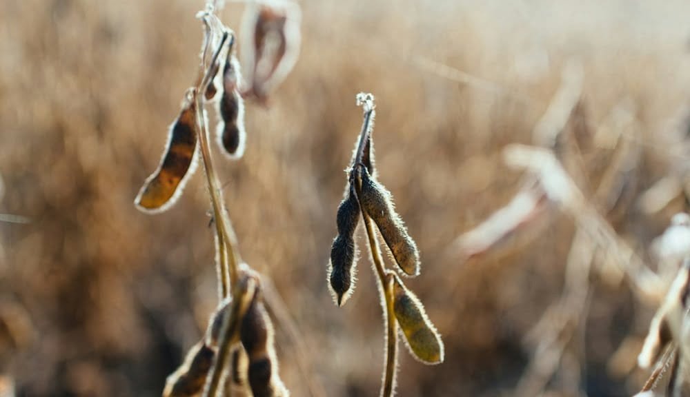 Ministerio de Economía de Paraguay anuncia un 2025 difícil por la sequía que golpea a la agropecuaria.
