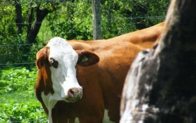 Hoy comienza Plaza Rural, con transmisión de Todo El Campo.