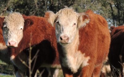 Hoy Pantalla Uruguay finaliza el remate 273 con Ganadera Hereford.
